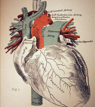 为什么绘画中的心形,和人体心脏实际的形状差别那么大?
