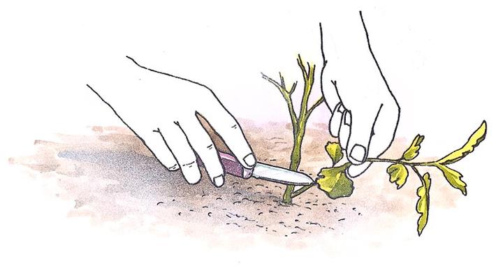 植物的扦插繁殖 如何一盆变十盆 知乎