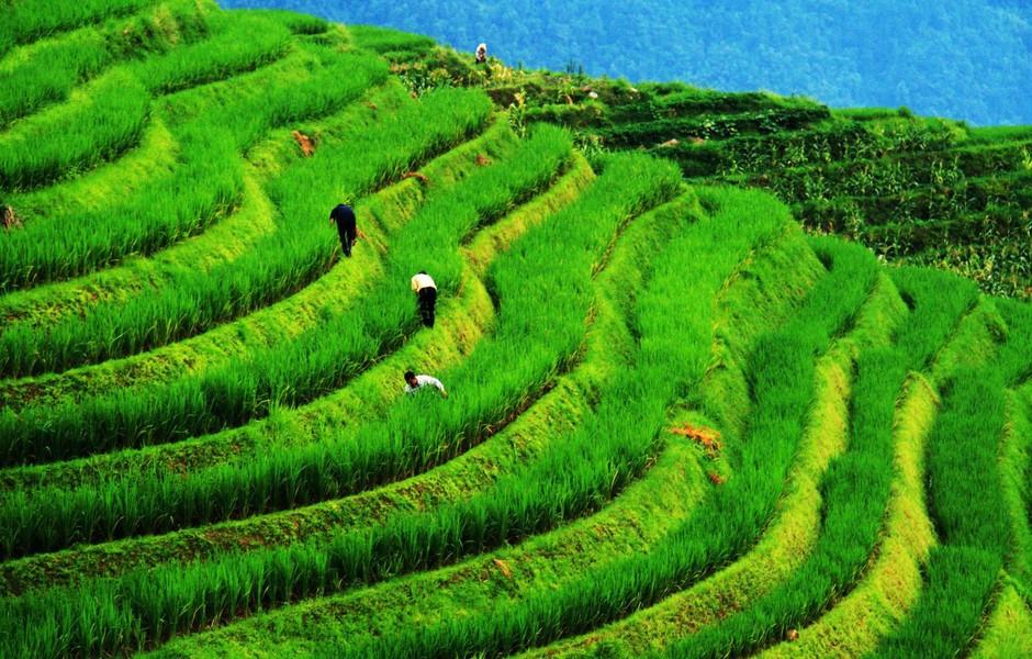 在桂林一天时间够玩阳朔、银子岩和龙脊梯田吗