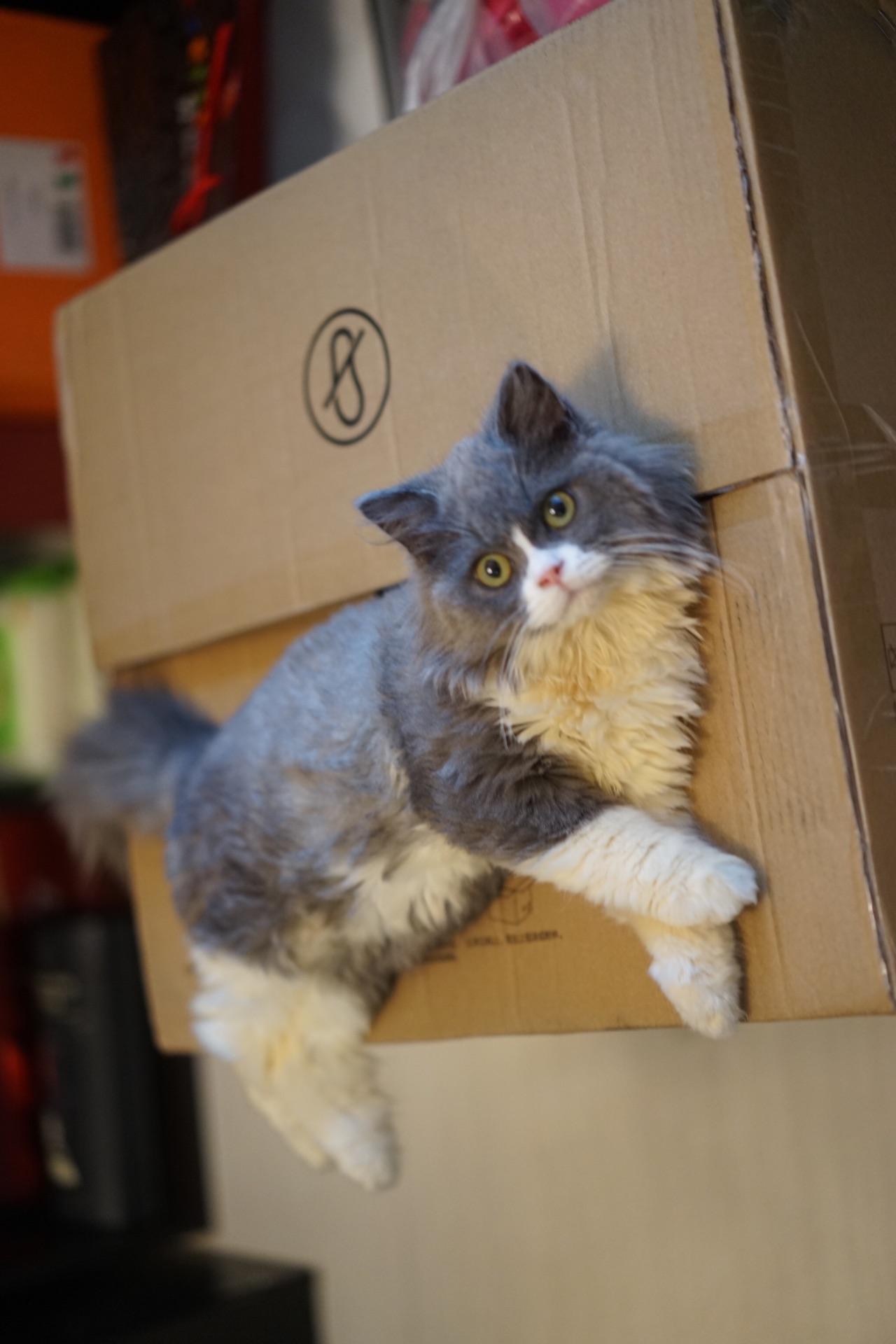 家有帅哥蓝白5月份买的店家说是返祖长毛我不信各位大神求火眼金睛