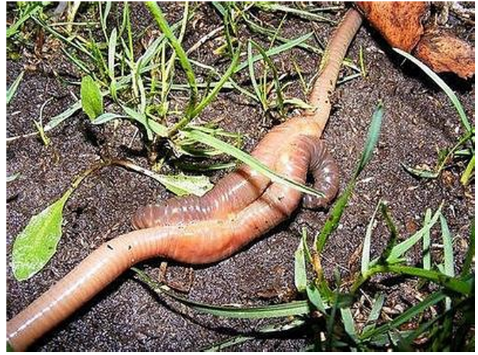 连载9啪啪酱又来了虫虫大作战雌雄同体蚯蚓叠罗汉似的啪啪啪有那么