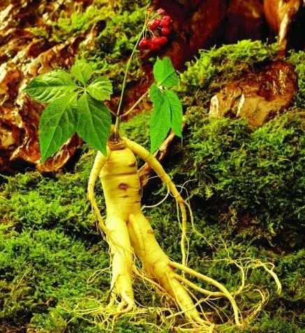 人参真的会跑吗? - 载流子的回答 - 知乎