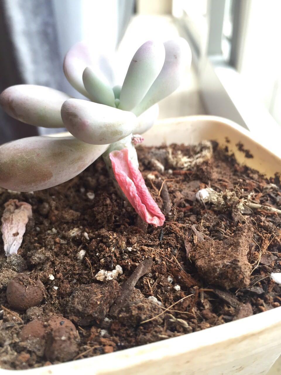 我的多肉服盆了吗? - 莲灿若青的回答