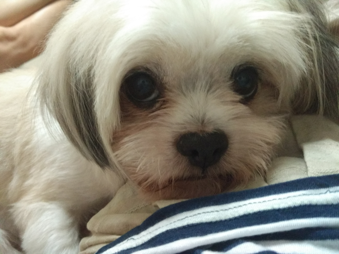 养狗人士常说「我家的狗不咬人」是一种什么心