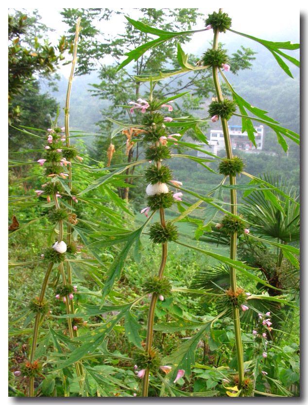 你知道哪些名字很好听，但其实很普通的植物？ - 知乎