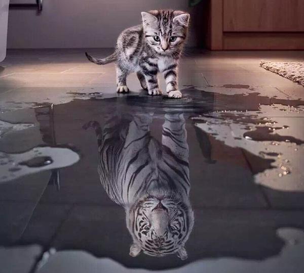 我想找那张…一只猫水下倒影是一只老虎的图片,请问谁有啊?