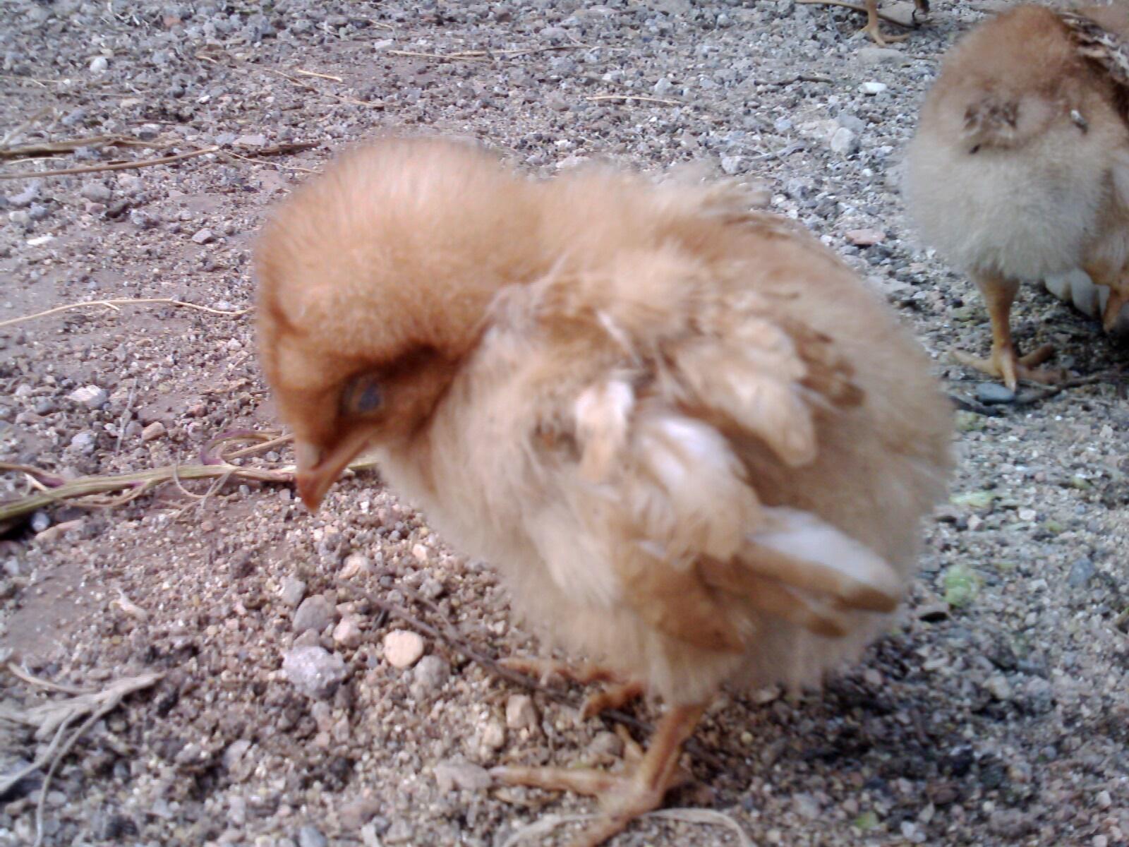 5毛钱一只买的那种小黄鸡,都是小贩骗小孩的,那些小鸡体质不会太好,买