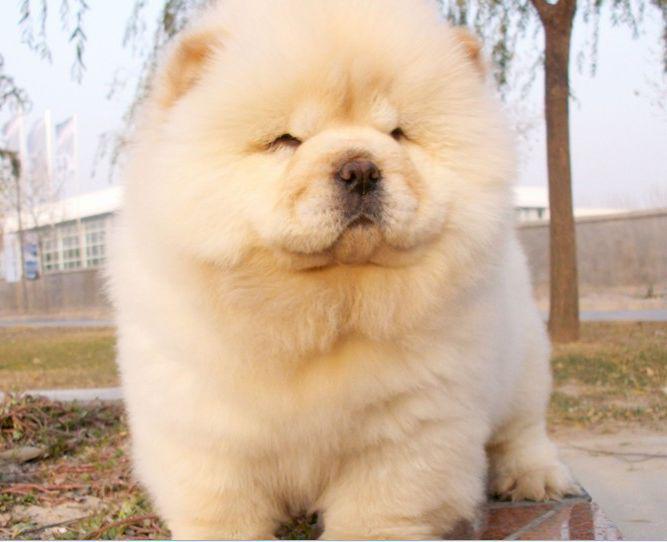 松狮有五种颜色:红(淡金黄色至红褐色),黑色,蓝色,肉桂色(浅黄色至深