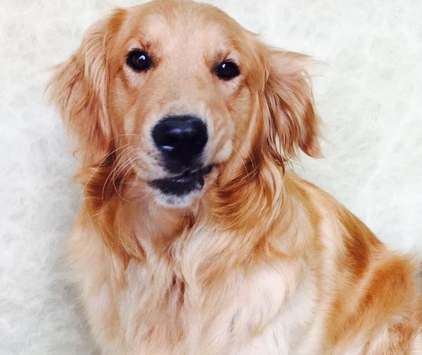 养一只金毛是一种怎样的体验?