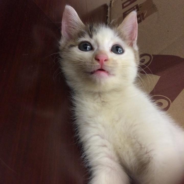 我家猫猫性格粘人,但是有点喜欢挠人咬人怎么