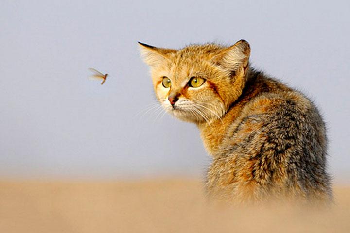 夏天穿的衣服图案是小猫 6be5c762f7f1b91c2fbd3d7388177468_1200x500.jpg