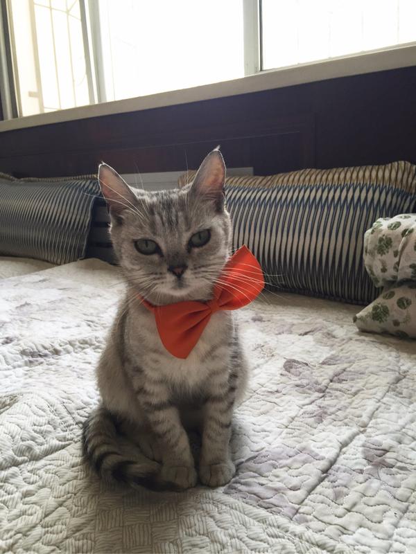 猫后腿无力是怎么回事？ - 知乎