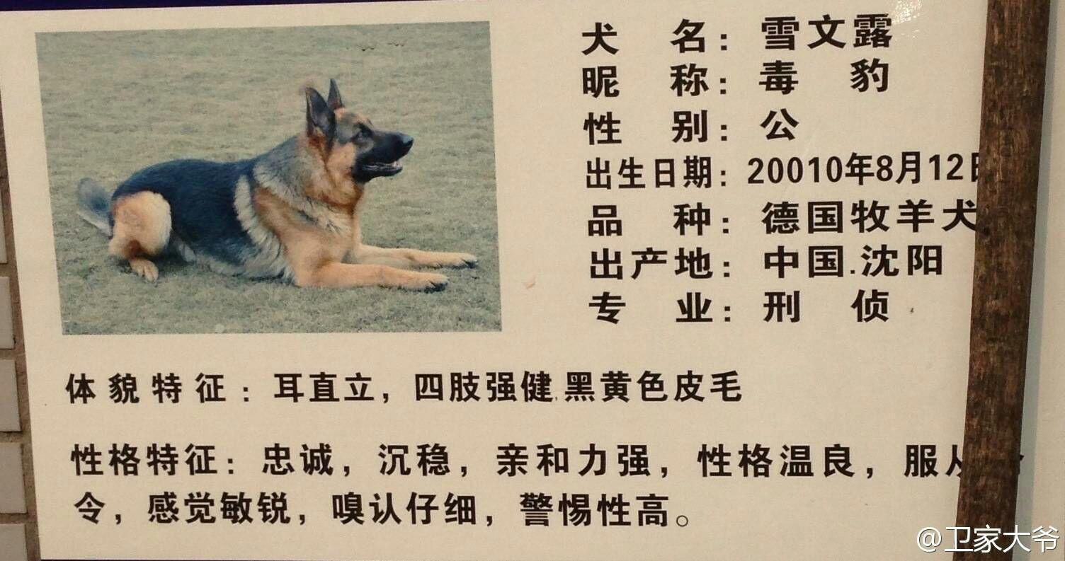 cctv警犬档案图片