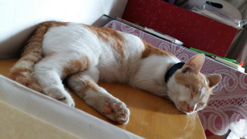 为什么有人遛狗,却没看到有人溜猫。换句话说