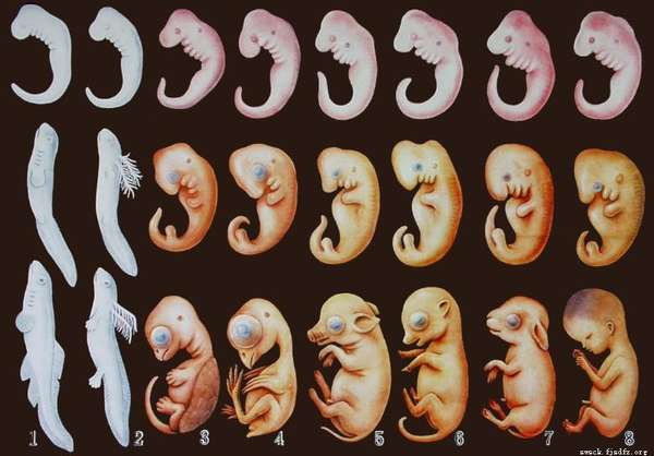 猫胚胎发育过程图片