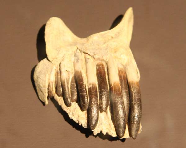 马门溪龙和腕龙的牙齿的形状像勺子,凿子,工兵铲一样,牙齿整体较宽