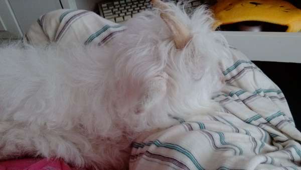 什么叫做二狗子 7c045f33c4d0d54fb99cfd0cab5ee88f_b.jpg