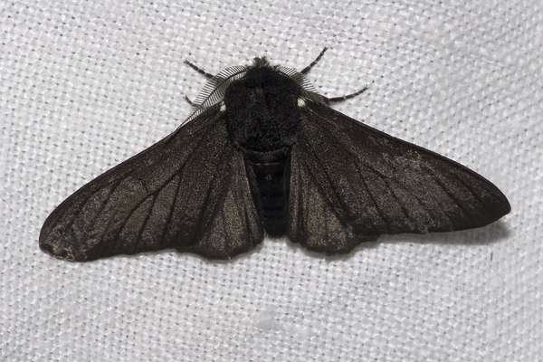 夏季黑色的蛾子图片