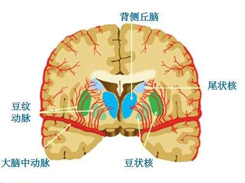 背侧丘脑分部图片