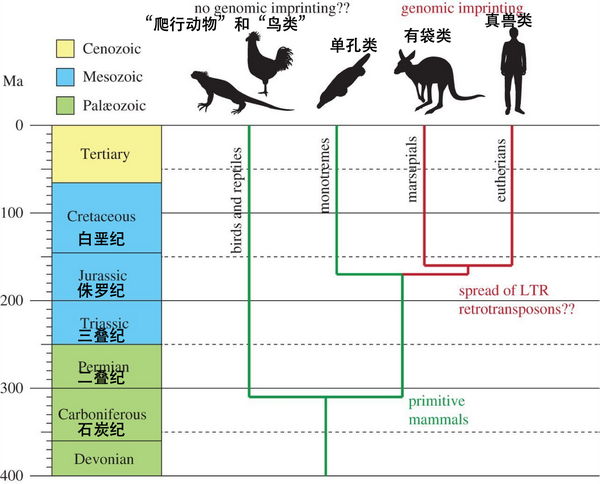 共生关系的动物例子图片