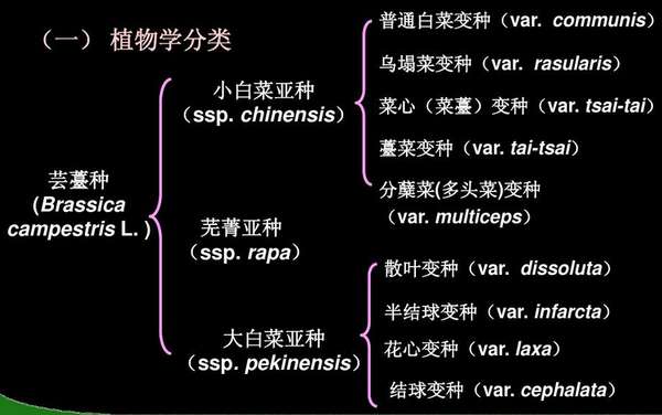 野生亚种→变种→品种,这也就是蔬菜的进化路径.