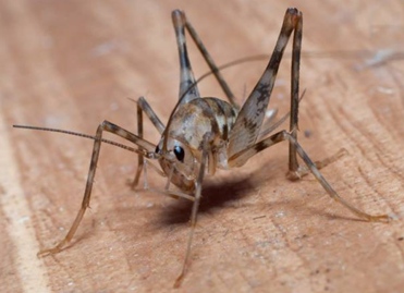 2,蟋蟀类 蟋蟀总科大概可以统称为蛐蛐,此外文言文中还有个比较文艺