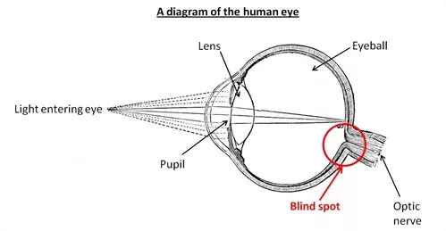 盲孔解剖位置图片