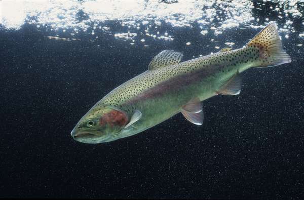 所以在英文语境里,虹鳟,以及其他淡水鳟鱼,被统称为"trout.