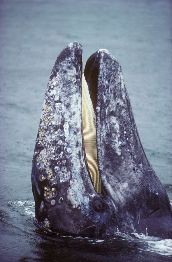 鲸虱抹香鲸图片