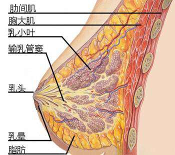 蒙氏腺体图片