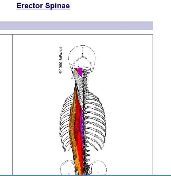 "(英文好一点的朋友应该知道点击下面的"erector spinae"会更加直接)