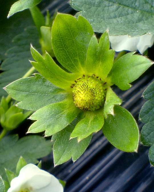 上面密布的颗粒实质上才是草莓的果实,而红色的果肉,实质上是花托膨胀