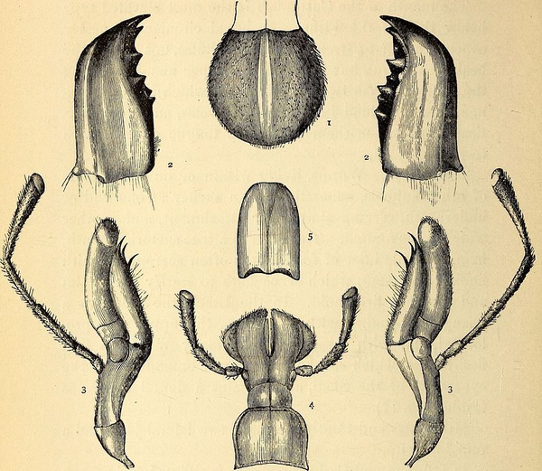 昆虫咀嚼式口器手绘图图片