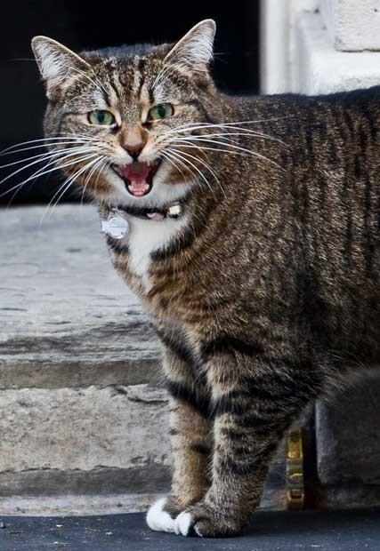 于是乎这项「内阁首席耗子官」的职位就落到了财政大臣家的猫freya