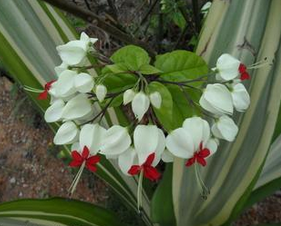 这个花的学名叫什么 花中间有黑色的果实一样的 还有点红色的 中间红的花叫什么名字 Urpimp网