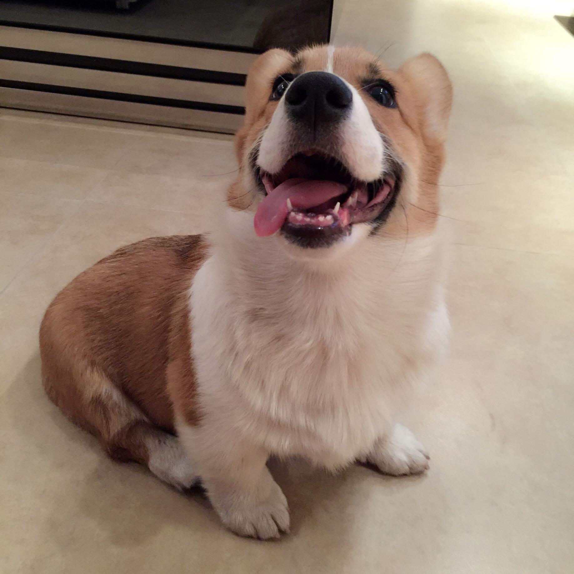 养一只柯基是怎样的体验