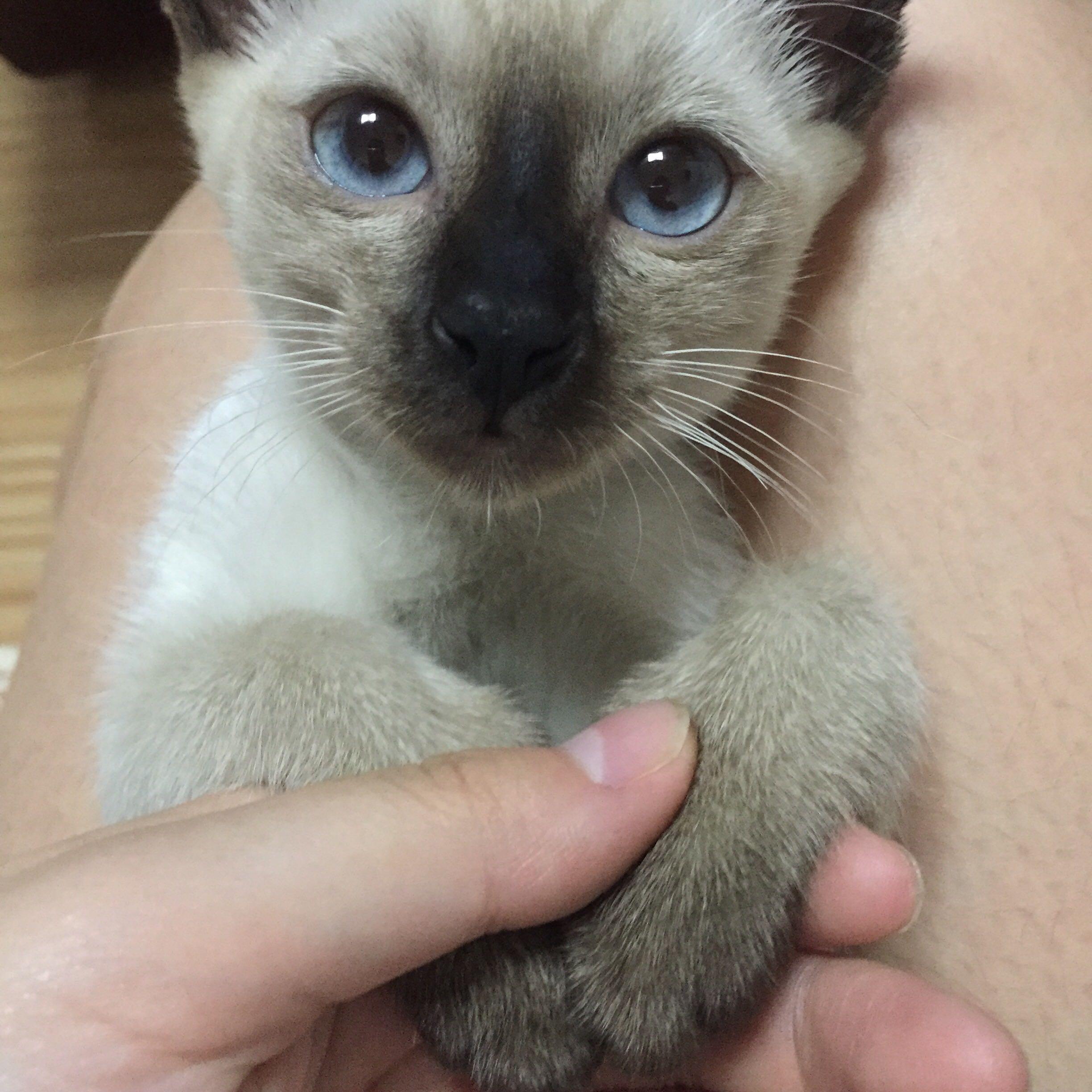 脾气暴躁的妈妈坚持要求我们把养的猫处理掉,