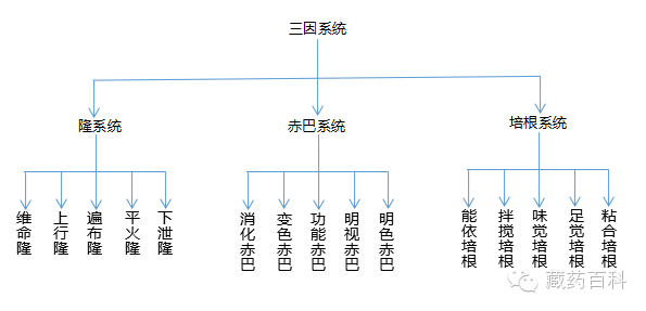 专栏一藏医药基础理论三因学说