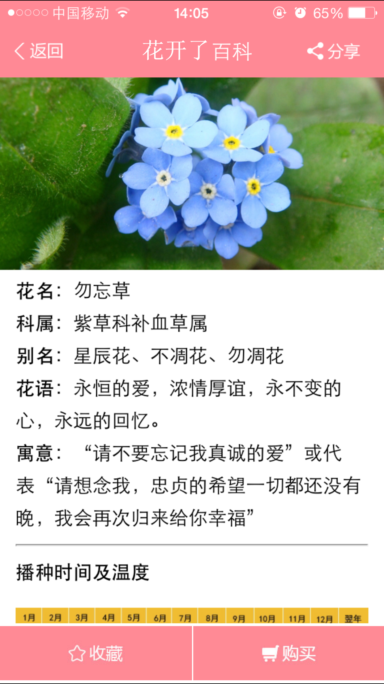 勿忘我花语寓意图片