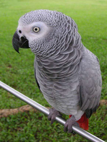 想养鹦鹉了,咨询一下,哪些鹦鹉会说话啊?