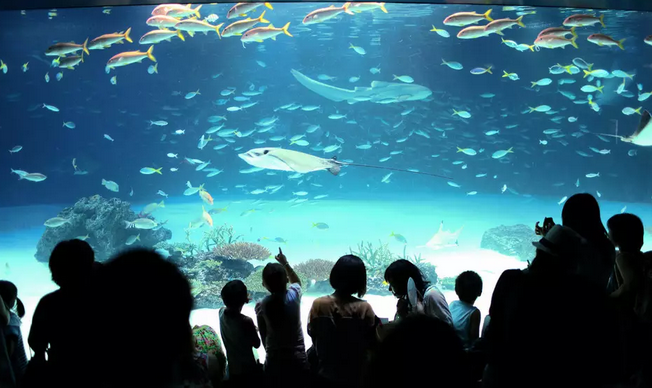 水族馆应该又是一个正常妹纸不会拒绝的地方吧!海豚!海狮!