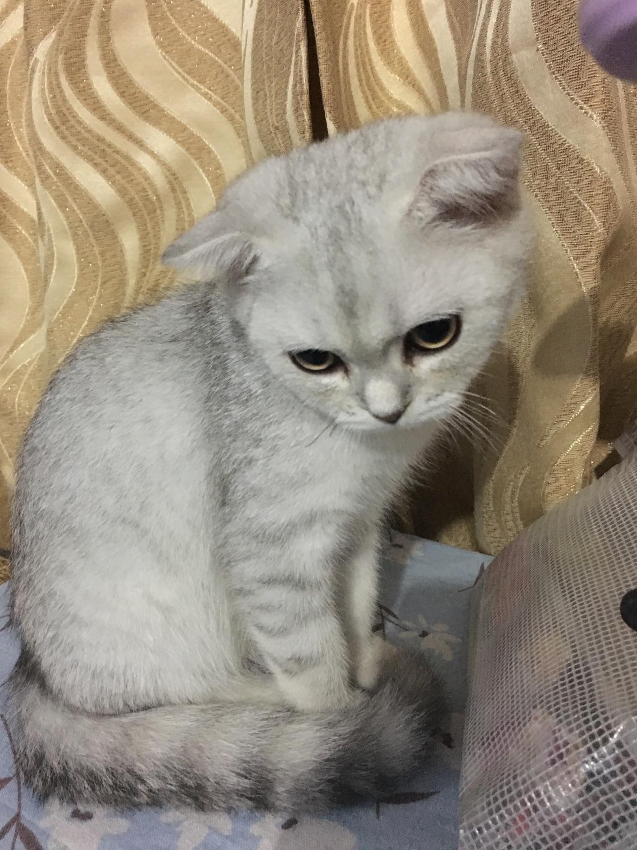 为什么猫咪会吐一段舌头?