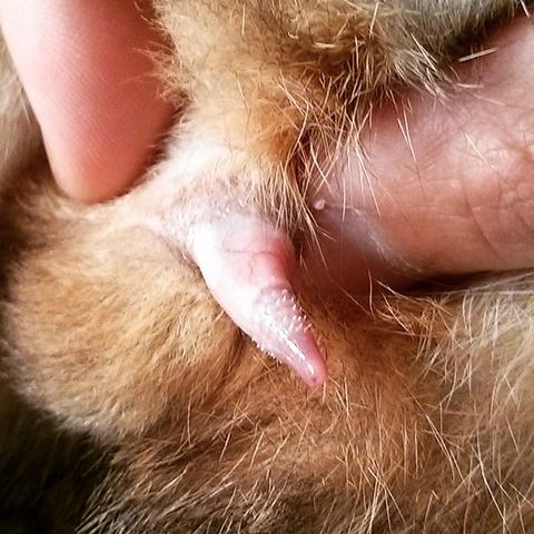 猫咪