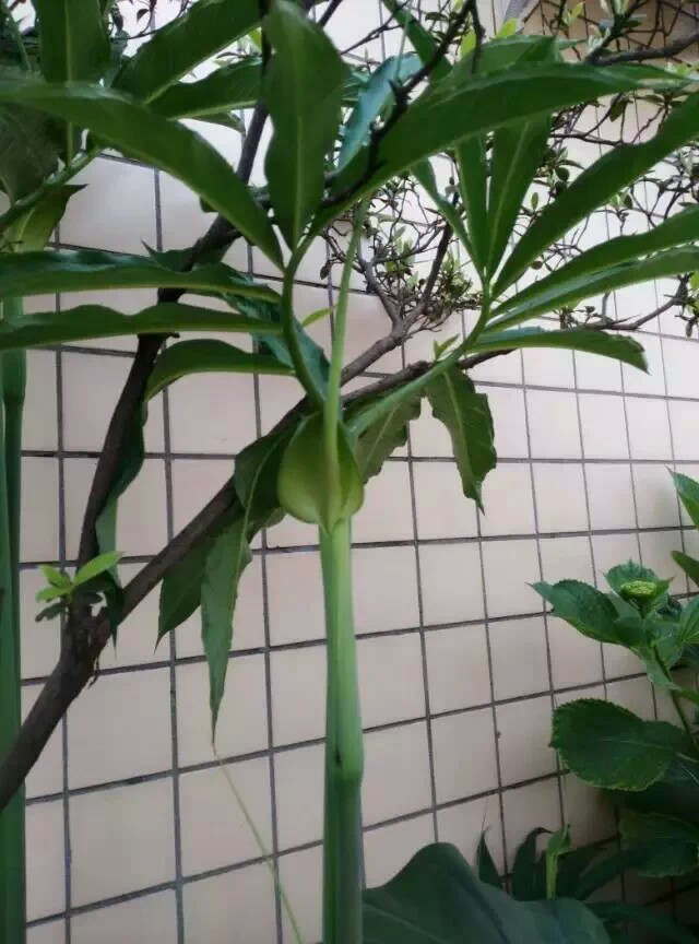 谁认得这个植物?
