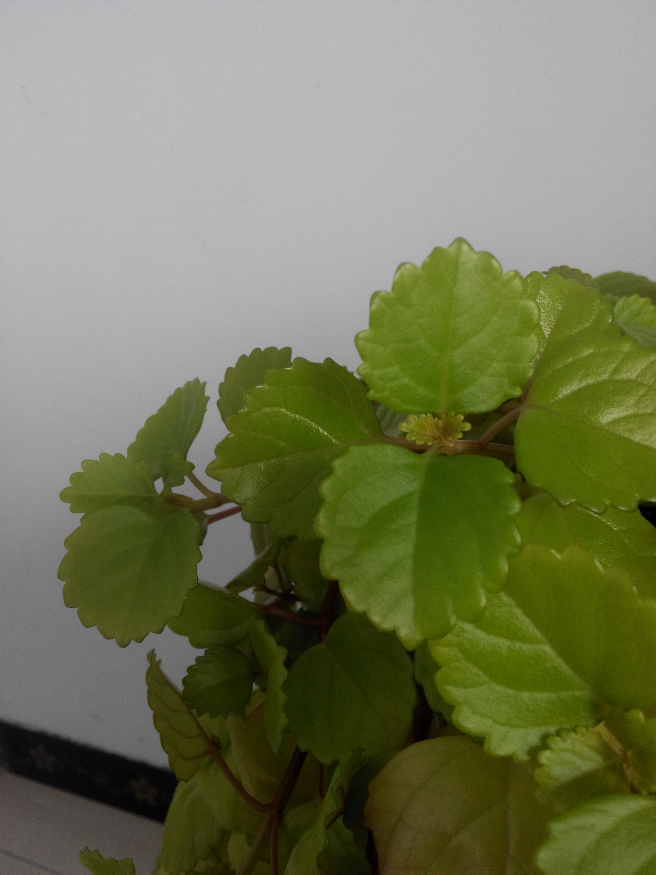 拜托大神帮我瞧瞧这是什么花什么品种长成这样