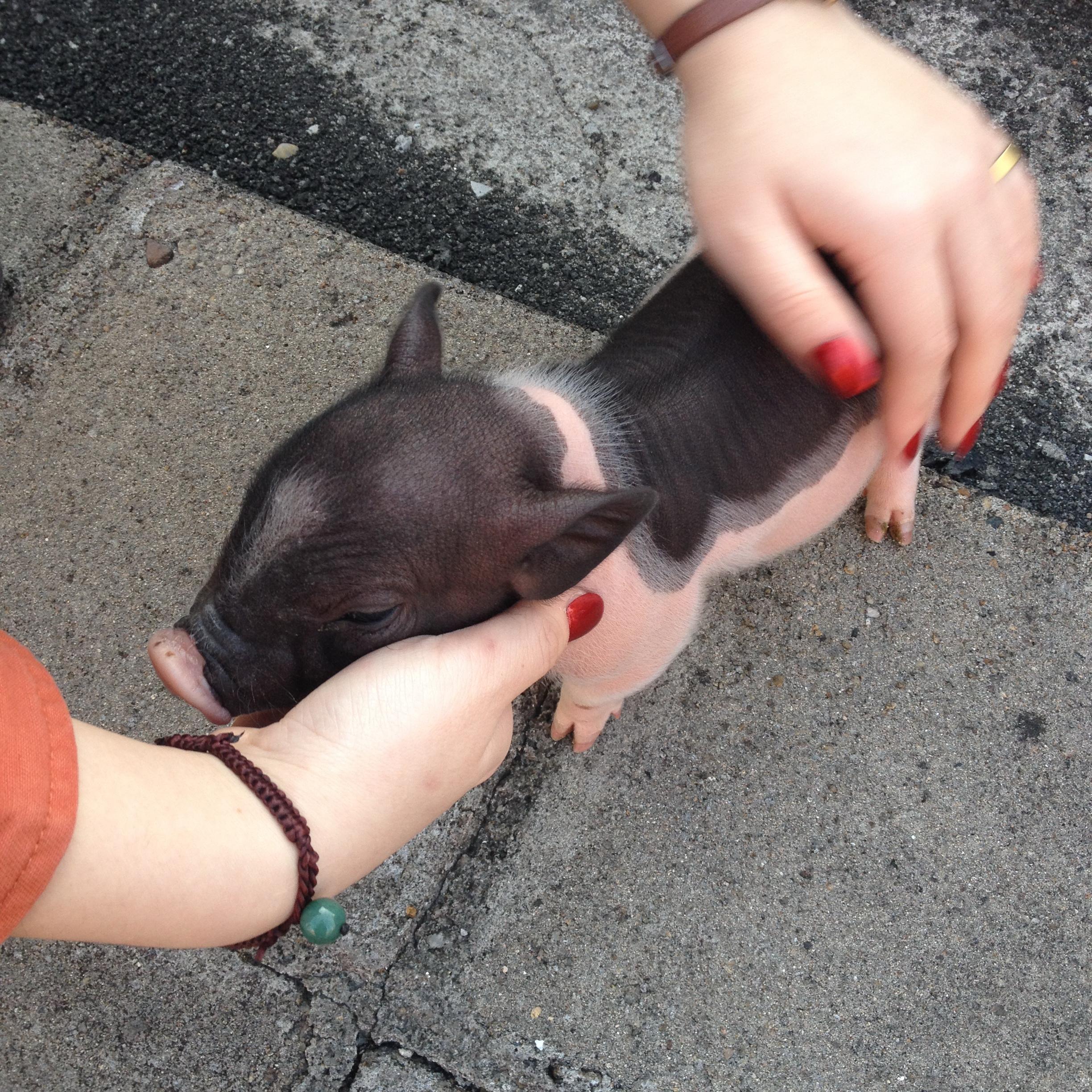 养宠物猪有哪些独特的感受,和养猫狗有什么不同?