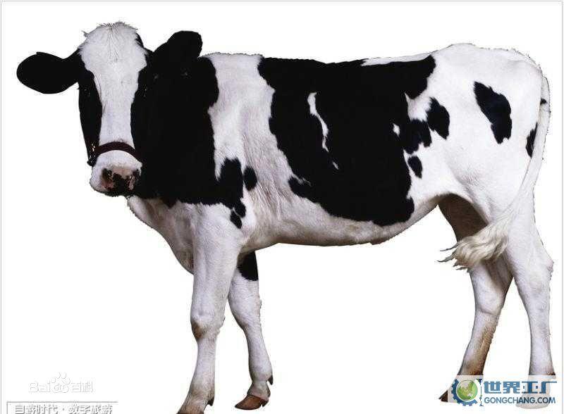 公奶牛都在干嘛?