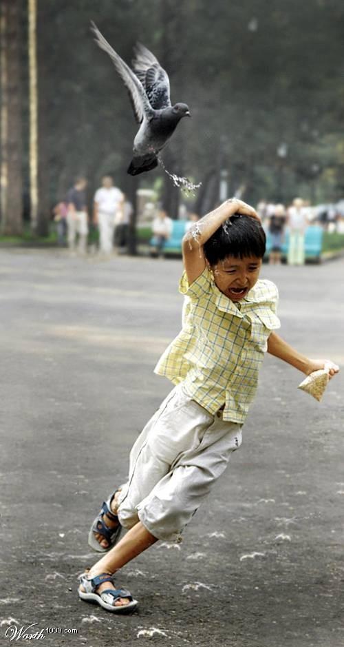 鸟能不能边飞边拉屎?