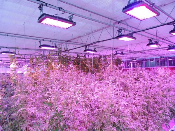 3.2 LED植物灯 - 知乎