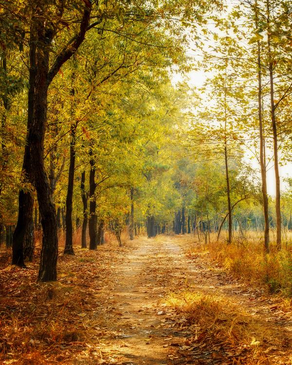 加了点饱和度 在可选颜色里增加了黄色 高斯模糊 我就是调着玩的,不合